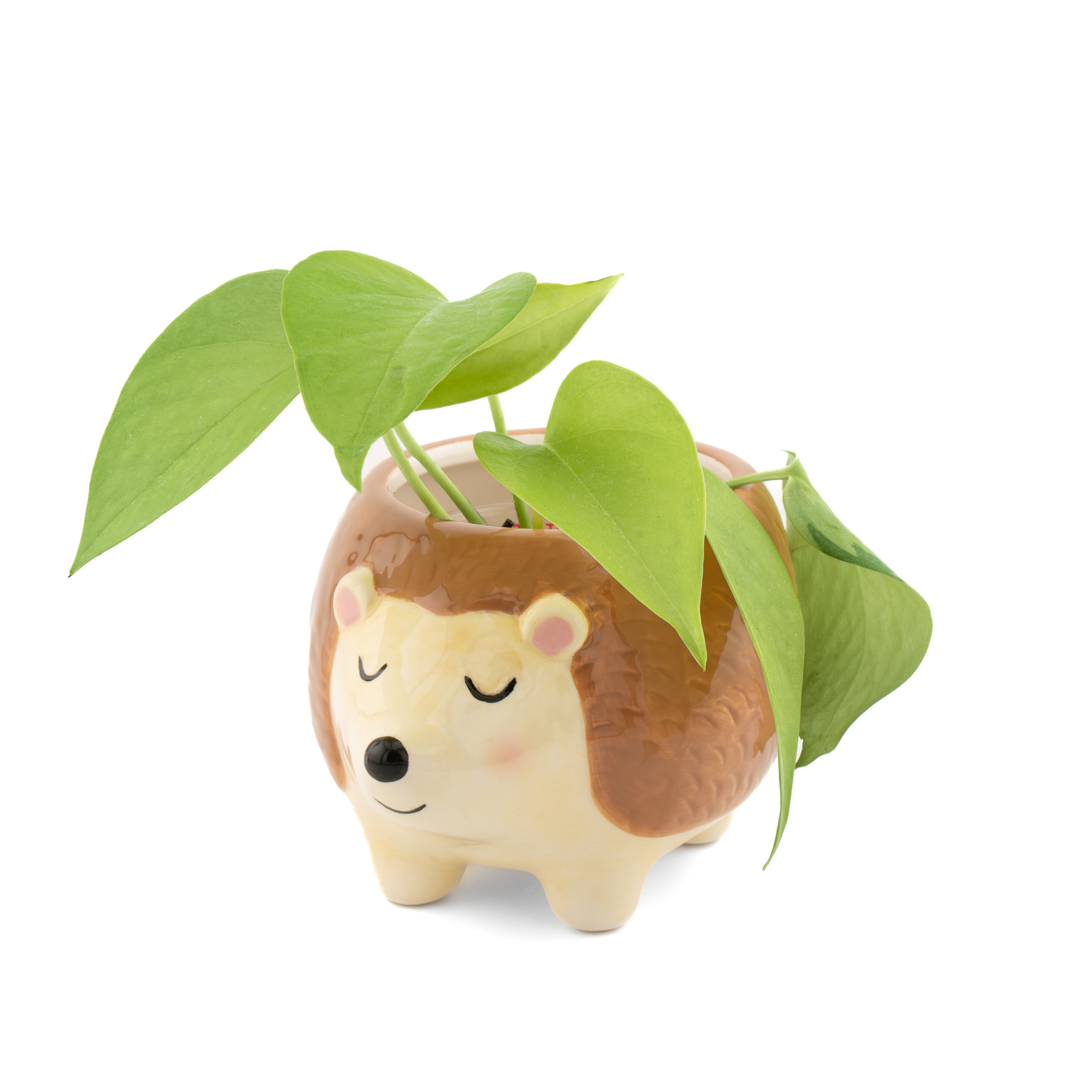 Hedgehog Planter / Igel Blumentopf
